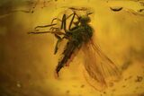 Fossil Dance Fly (Empididae) & Diptera In Baltic Amber #81732-2